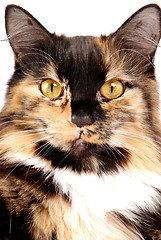 Image showing Calico Portrait