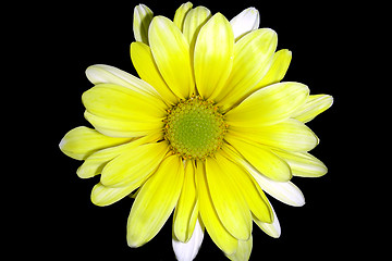 Image showing yellow daisy-1