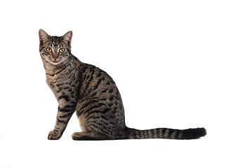 Image showing Tabby Cat on White