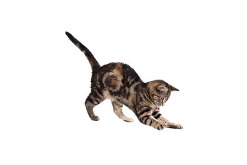 Image showing Pouncing Kitten