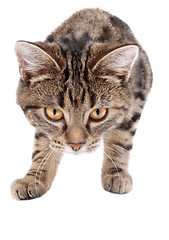 Image showing Stalking Tabby Kitten