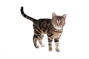 Image showing Tabby Cat