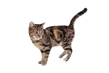 Image showing Tabby Cat