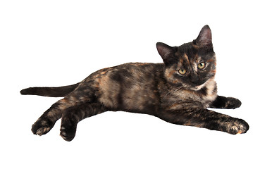 Image showing Calico Kitten