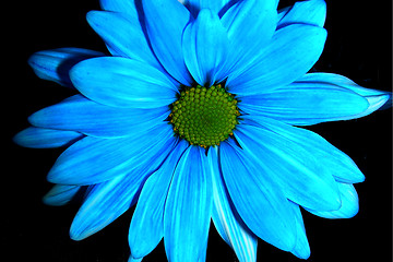 Image showing blue daisy-2