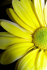 Image showing yellow petals-2