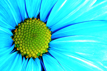 Image showing blue petals-2