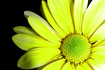 Image showing yellow petals-3