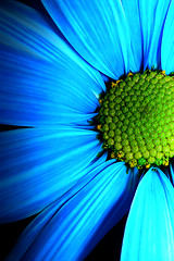 Image showing blue petals-3