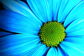 Image showing blue daisy