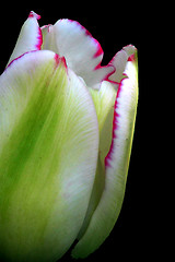 Image showing petals of white and green