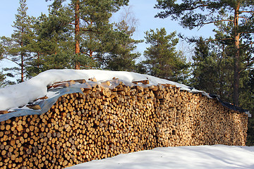 Image showing Firewood in Forest