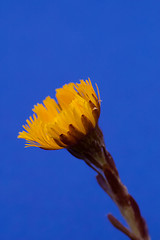 Image showing coltsfoot