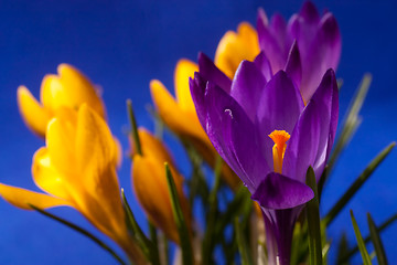 Image showing crocus