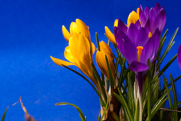 Image showing crocus