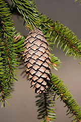 Image showing spruce cone