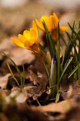 Image showing Crocus