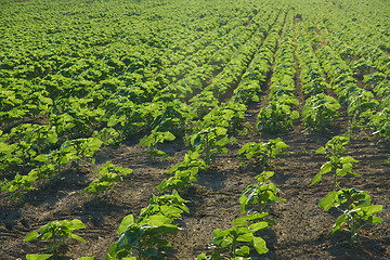 Image showing Agriculture