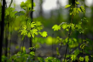 Image showing Plants