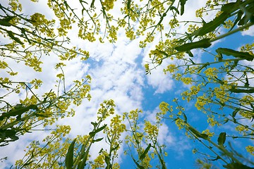 Image showing Rapeseed