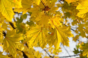 Image showing Leaves