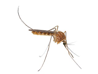 Image showing Mosquito