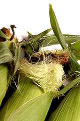 Image showing corn