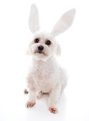 Image showing White dog with bunny ears
