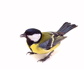 Image showing Great Tit, Parus Major 7