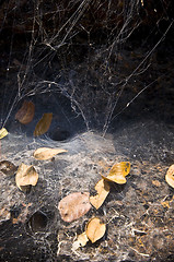 Image showing Spiderweb