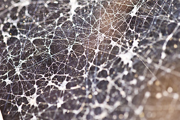 Image showing Spiderweb