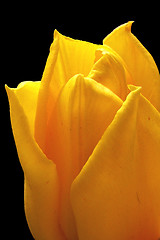 Image showing yellow tulip