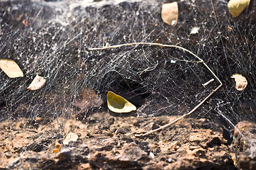 Image showing Spiderweb