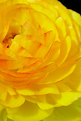 Image showing yellow petals