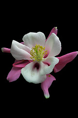 Image showing purple and white flower