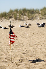 Image showing american sea-gulls