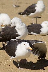 Image showing sea-gulls