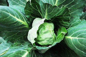 Image showing Cabbage