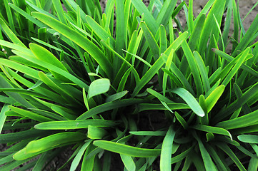 Image showing Leek growing in the fields