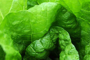 Image showing Celery cabbage