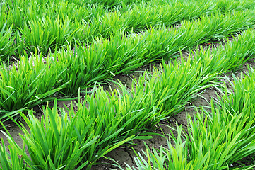 Image showing Leek growing in the fields