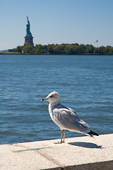Image showing sea-gull of liberty
