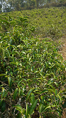 Image showing Tea bush in Thailand