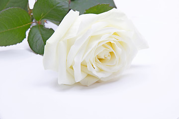 Image showing Single white rose