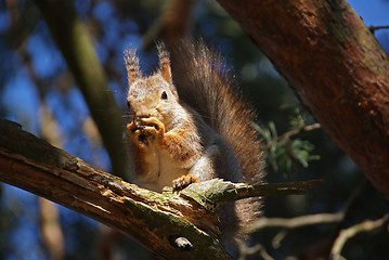 Image showing squirrel 