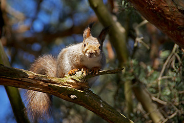 Image showing squirrel 