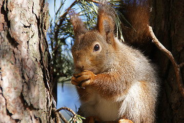 Image showing squirrel 