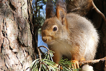 Image showing squirrel 