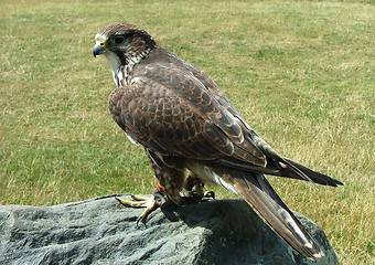 Image showing Harris Hawk