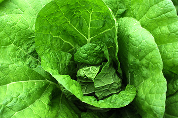 Image showing Celery cabbage